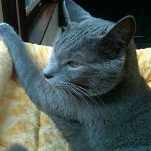 Meet your Posher, Fonzi